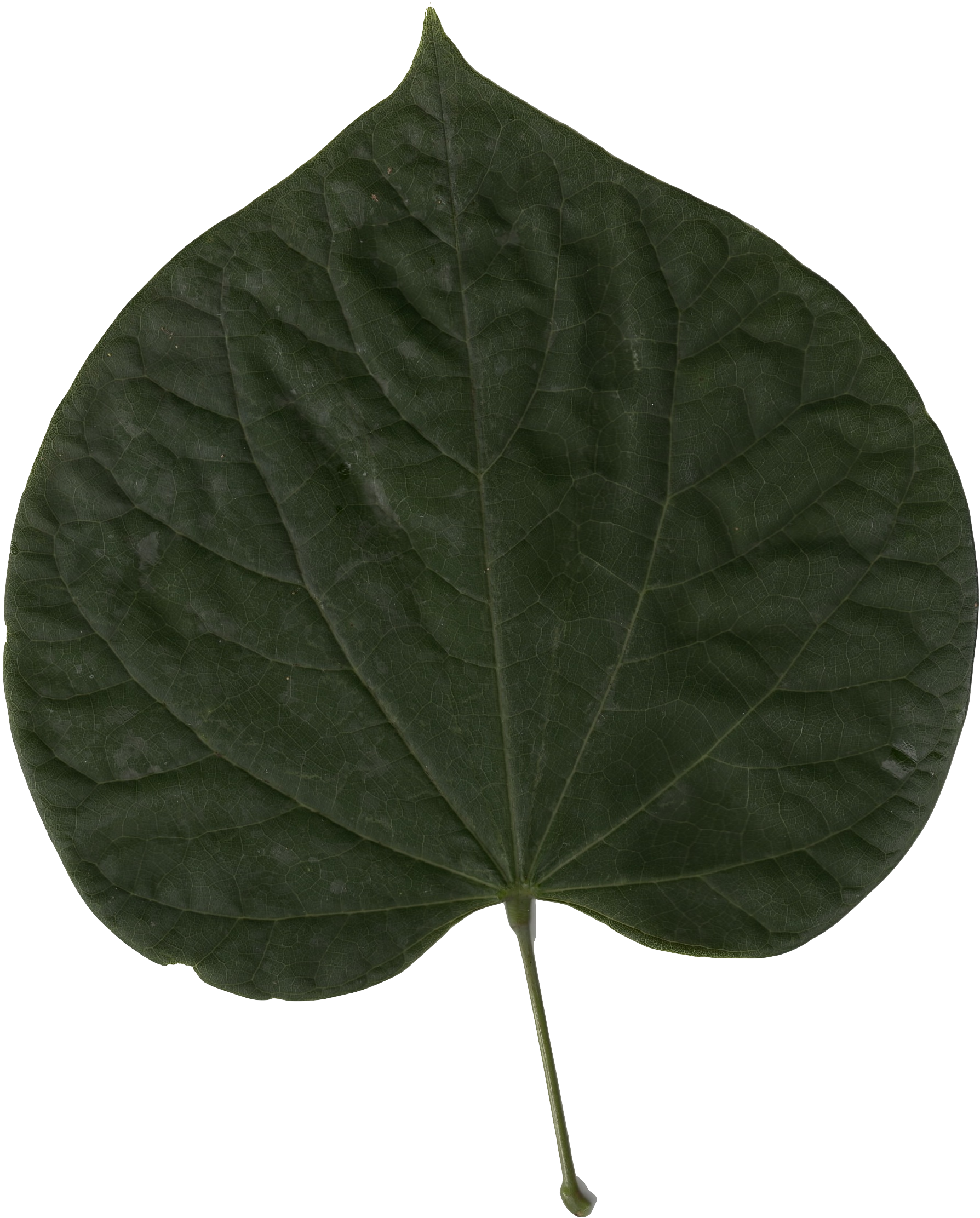Имеет округлые листья. Cercis chinensis лист. Круглые листья. Листья деревьев. Дерево с круглыми листьями.